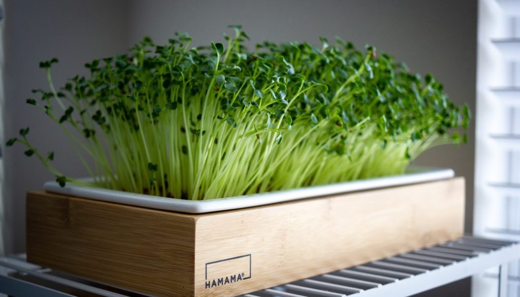 How to Grow Microgreens