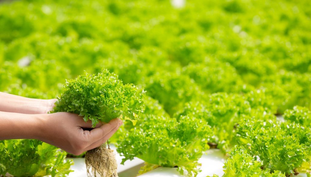 The Best Plants for Hydroponic Growing