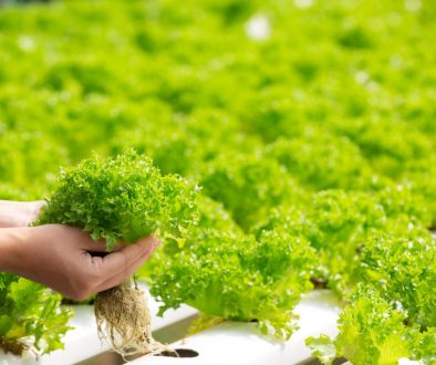 The Best Plants for Hydroponic Growing