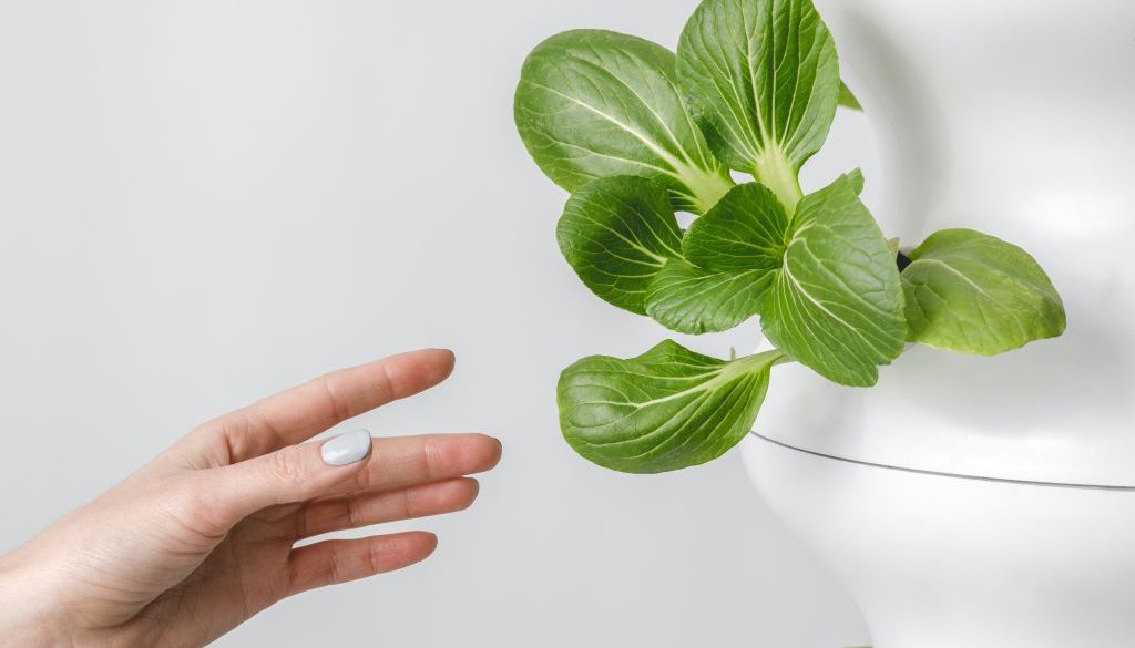 hydrioponic gardening