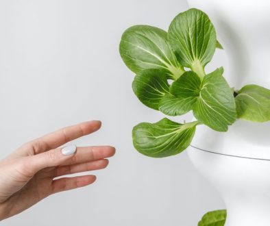 hydrioponic gardening