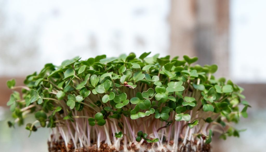 microgreens