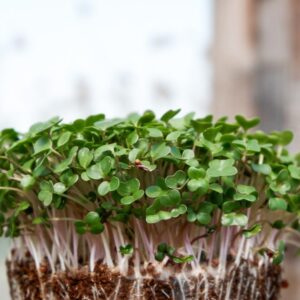 microgreens