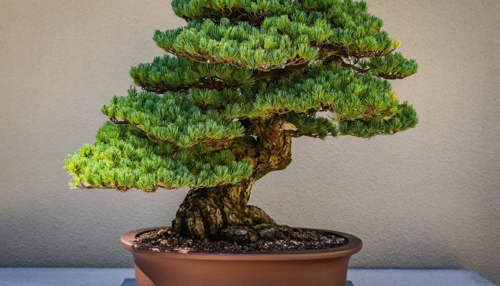 bonsai gardening