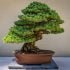 bonsai gardening