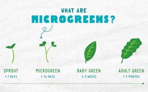 what are microbreens